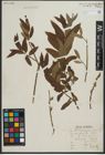 Foto von Salix purpurea L. x Salix viminalis L.